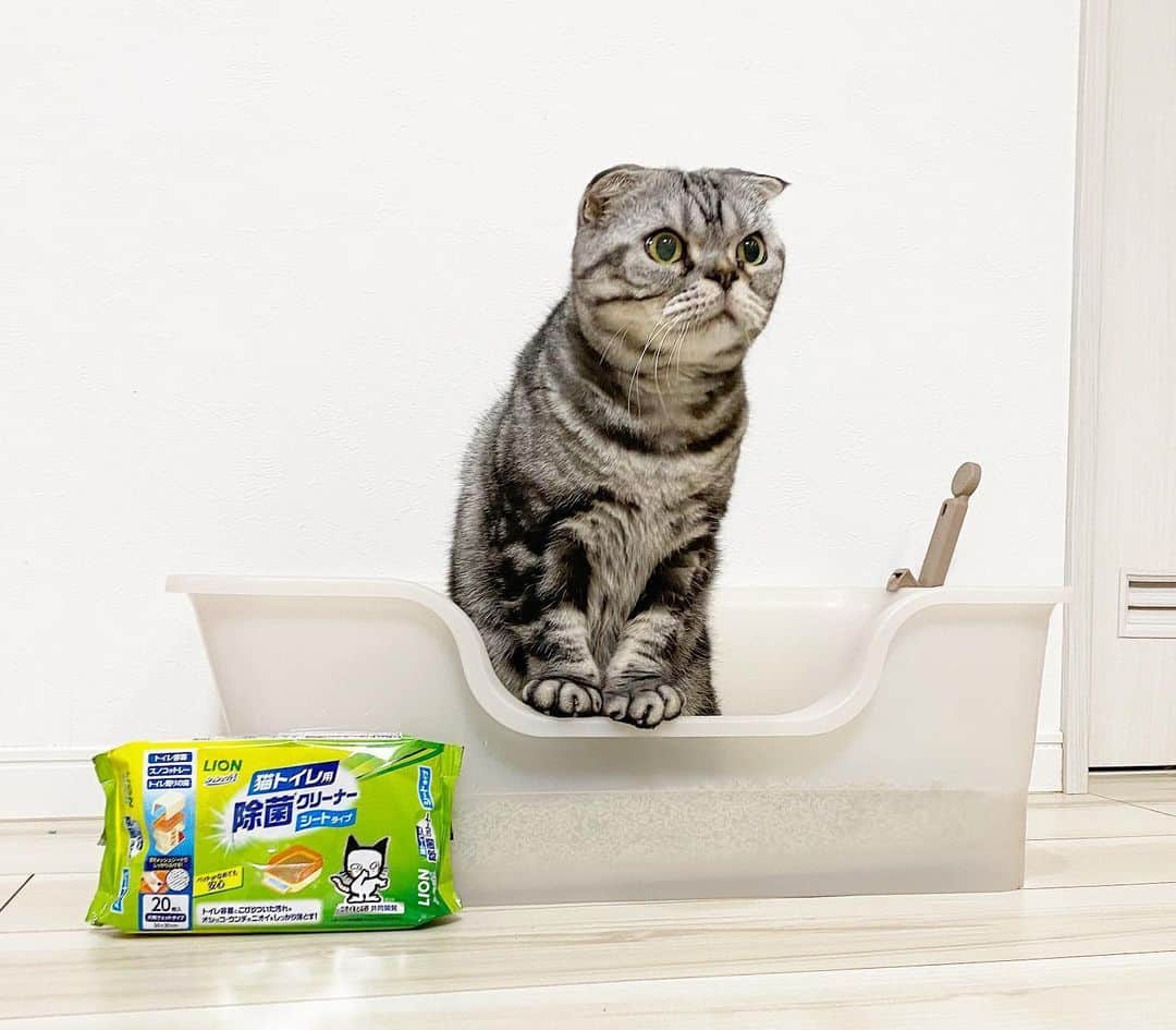 Shishi-maruのインスタグラム：「⭐️ライオン商事さんから提供していただいた「獣医師開発 猫トイレ」。﻿ 今回は「猫砂全量交換推進 」編です！﻿ ﻿ 猫砂を全部交換してトイレごと綺麗に掃除をしました。【月1回の全量交換がおすすめ】との事です✨﻿ ﻿ トイレ掃除が終わると、ししまるは綺麗になったトイレをフンフンと念入りに確認していました。「合格😸」の声が聞こえたような気がします🐈﻿ ﻿ 今回使用している「ニオイをとる砂」はトイレに流せないタイプ(トイレに流せる「ニオイをとる紙の猫砂」もあります)ですが、鉱物製の猫砂は【飛び散りにくく、おしっこもしっかりと固めてくれる】ので取りやすいです😄﻿ ﻿ 🐾そしてこの重さと粒感のおかげで、個人的にですが、楽しんで掃除ができています。﻿ それは、トイレを片付けた後、【枯山水のような見立て遊び】ができるから。﻿ トイレを片付けて砂を平らにした後、今日の気分で波柄や格子柄を付属のスコップで描き、トイレをきれいにした後のちょっとしたワビサビを楽しんでいます。※あくまでも個人的な感想です。こだわって砂をいじりすぎるのは良くないと思いますのでご注意下さい。﻿ ﻿ 📕ししまるも気に入った「獣医師開発 猫トイレ」のこだわりは、以下のサイトから確認できますので是非ご覧下さい。﻿ ーーーーーーーーーーーーー﻿ 【獣医師開発の猫トイレ】﻿ https://www.lion-pet.jp/catsuna/nekotoilet/index.htm﻿ ーーーーーーーーーーーーー﻿ ﻿ #PR #獣医師開発猫トイレ　#ねこ #猫 ﻿ #ニオイをとる砂　#にゃんすたぐらむ 　#獣医師開発  #猫トイレ用除菌クリーナー　#全量交換 ﻿ #シュシュット　#lionpet #lionpetcat　﻿ #ライオンペット　@lion_pet_cat」