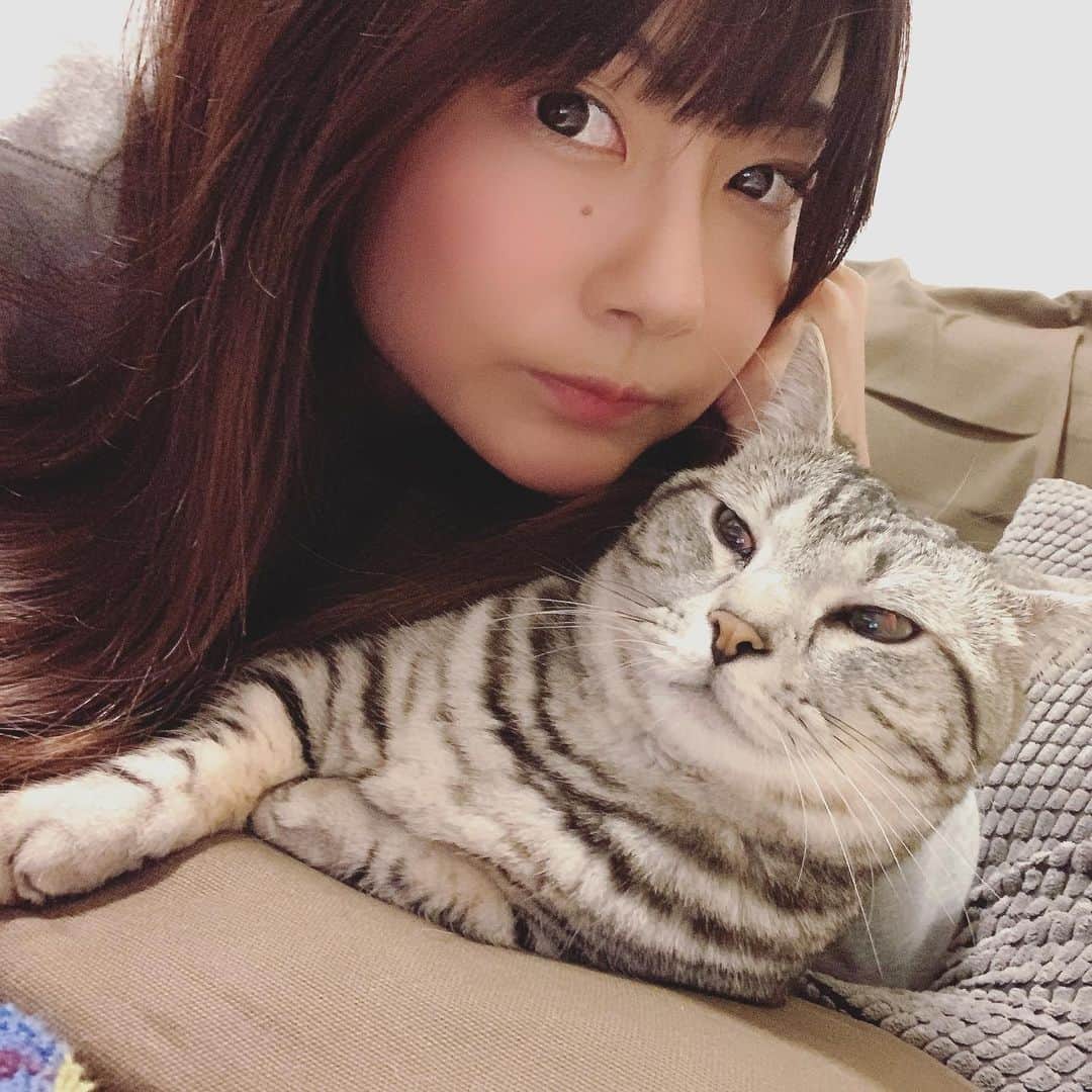 晴山由梨さんのインスタグラム写真 - (晴山由梨Instagram)「そんな嫌そうな顔しないで😂  #にゃんすたぐらむ #ねこすたぐらむ #ねこのいる生活  #マンチカン #ソラ #2歳 #ツンデレ猫」5月30日 11時12分 - hareyama_yuri
