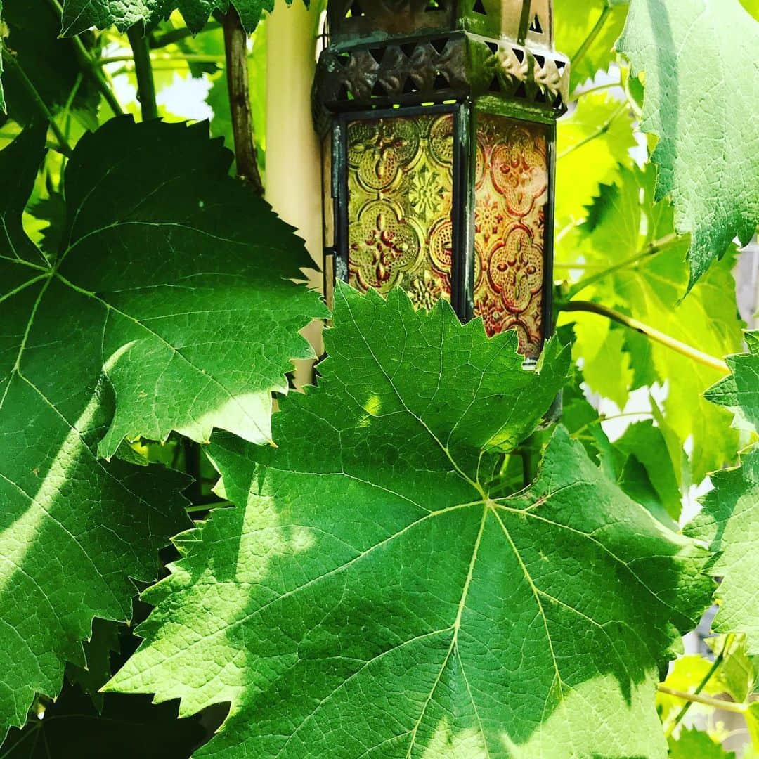 光野桃さんのインスタグラム写真 - (光野桃Instagram)「梅雨入り前の貴重な青空。 気持ちのいい朝です。 葡萄も繁ってきました。」5月30日 11時27分 - mitsuno.momo