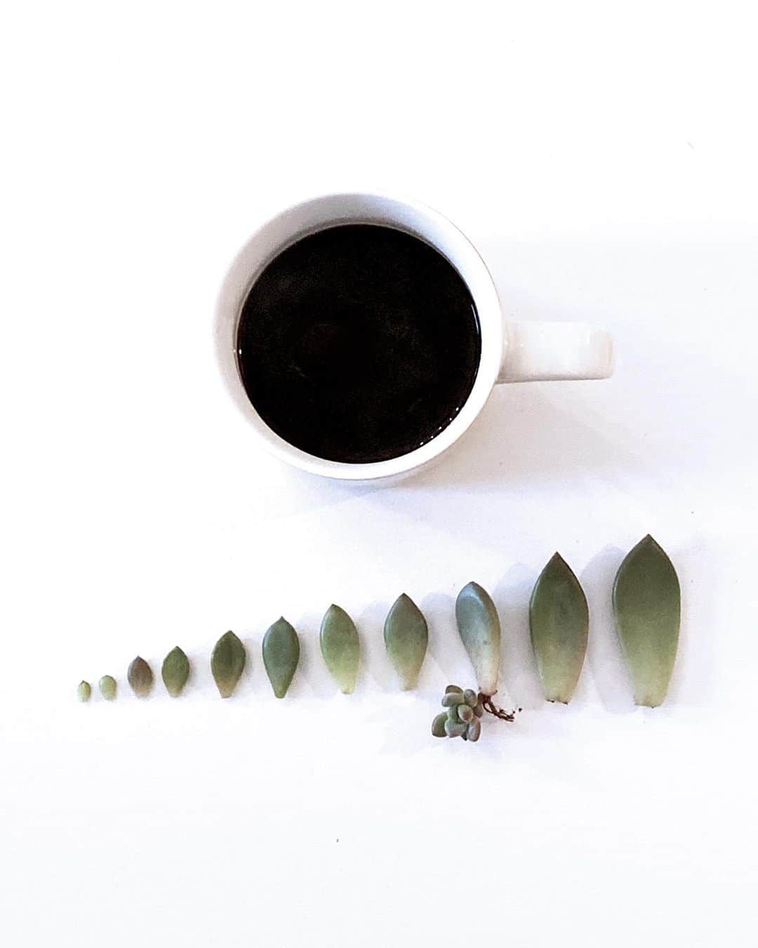 BOTANIST Tokyo（ボタニスト トウキョウ）のグルメインスタ