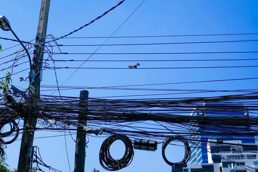 石山蓮華のインスタグラム：「週末、バンコクのリスシリーズでした🐿 #いい電線 #電線 #電柱 #electric #リス #squirrel #electriccable #electricalwires #electricwire #electricwirecables」