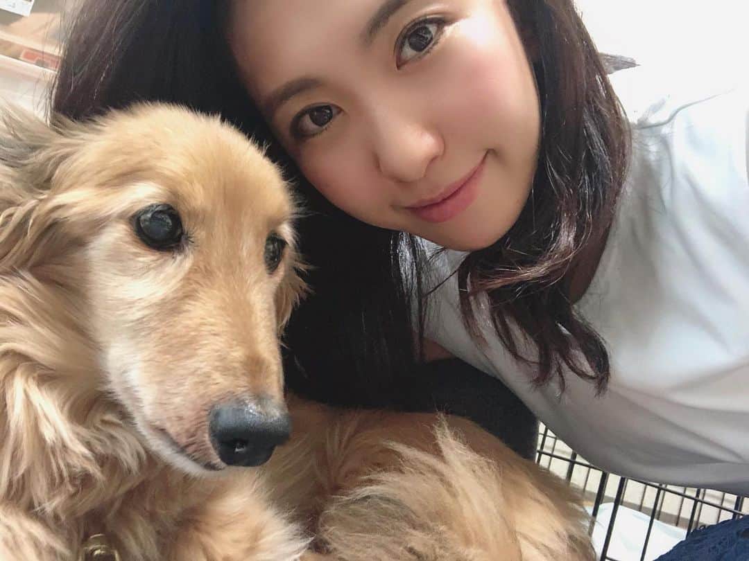 のインスタグラム：「4ヶ月ぶりにらいきゅんに会えました🥺💕 ベルたんの重さに慣れてたから 久々らいきゅん抱っこしようとしたら 重すぎて抱っこできなかった🤣 しっかりした肉球と短足とくりくりお目目が愛おしくて愛おしくて🥺💕 写真だとわからないけど しっかりとした白髪がたくさん生えてて長生きしてくれてる事に感謝🥺❤️ ・ #くりくりおめめ #いぬすたぐらむ #犬スタグラム #長生き #愛しのらいきゅん #らいきゅん #愛犬 #犬ばか #犬ばか部 #うちの子一番 #ミニチュアダックスフンド #ダックス #16歳 #愛しい #愛するワンコ #ワンコ #犬好き #おじいちゃん犬  #lovedogs #miniaturedachshund #dachshund #らいキュン #老犬 #老犬ダックス #おじいちゃん犬」