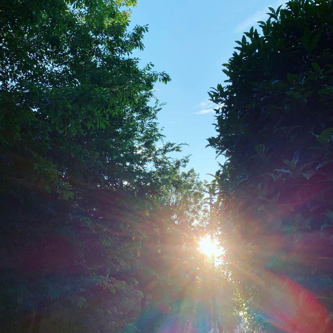 のインスタグラム：「帰り道 振り向いたら 夏の光のようだった  冬の終わりから春の記憶が 想い出すと曖昧で タイムワープしたみたい」