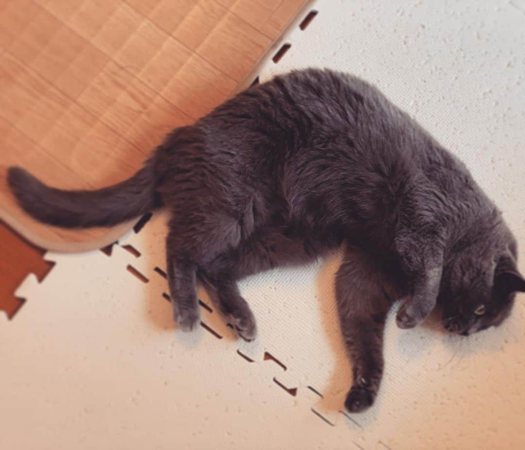 チキン南蛮カレーのルウ王子のグルメインスタ