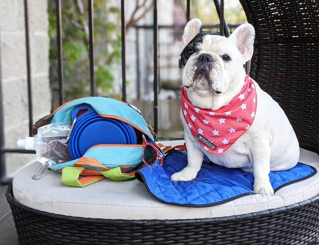 Manny The Frenchieのインスタグラム：「Who else is ready for some summer heat? But, safety first… I've got my cooling bandana and mat, and I always take a bottle of water and travel water bowl with me everywhere I go! Check out more paw-friendly summer safety tips in the link in my bio. ☀️ 🐶🐾 . @carecredit」