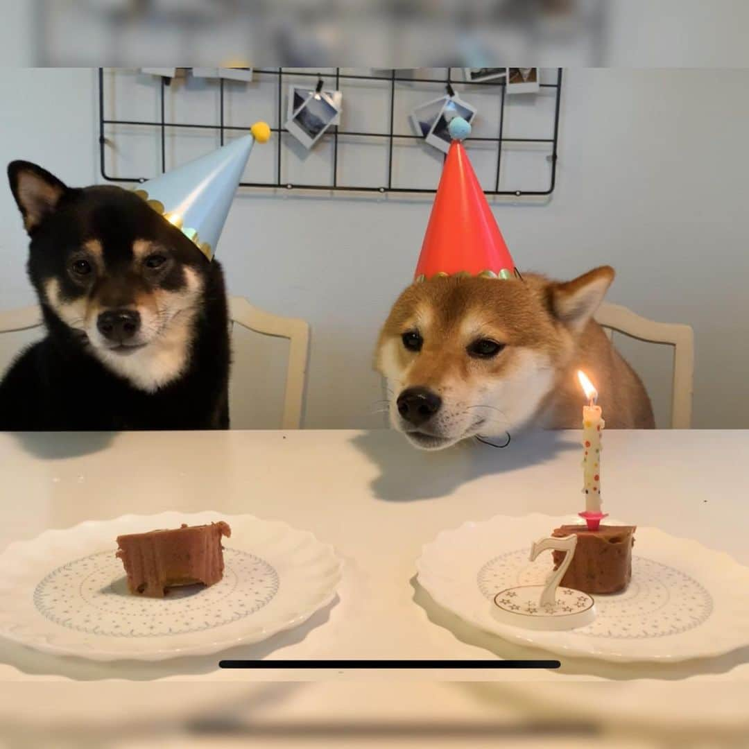 ?Fricko the Shiba Inu?さんのインスタグラム写真 - (?Fricko the Shiba Inu?Instagram)「Can’t believe my baby boy Fricko is 7 years old today!!🥳🥳The best seven years in my life because of him😭🥳Happy birthday Koko!🥰 🐾 🐾 🐾 #FrickoandKeaton #🐶 #☀️ #shiba #shibainu #dog #柴犬 #赤柴 #黒柴  #adorable #shibalovers #shibaholics  #dogoftheday  #weeklyfluff #aww #dogstagram  #dogscorner #puppiesofinstagram #shibapuppy」5月30日 4時17分 - umigiva