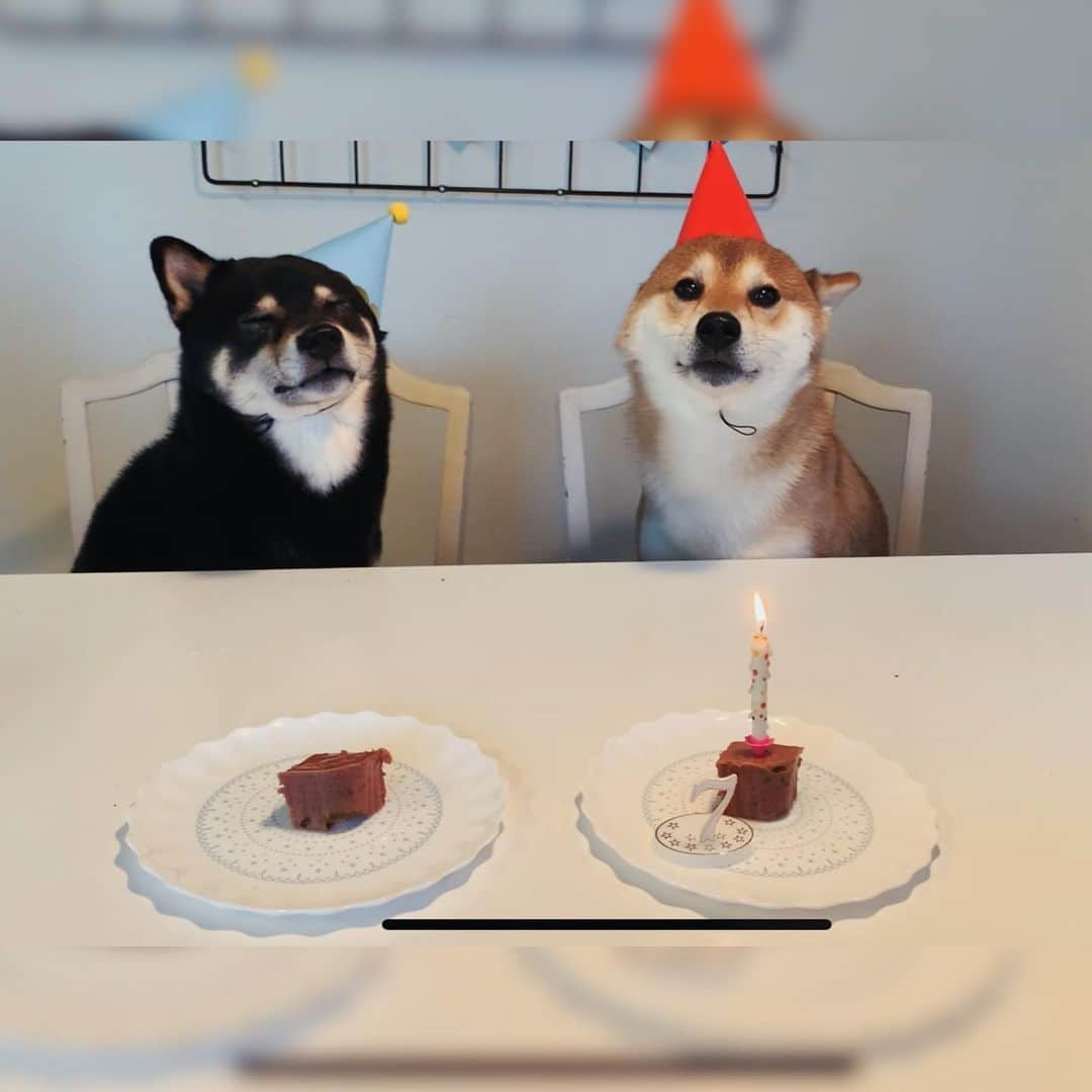 ?Fricko the Shiba Inu?さんのインスタグラム写真 - (?Fricko the Shiba Inu?Instagram)「Can’t believe my baby boy Fricko is 7 years old today!!🥳🥳The best seven years in my life because of him😭🥳Happy birthday Koko!🥰 🐾 🐾 🐾 #FrickoandKeaton #🐶 #☀️ #shiba #shibainu #dog #柴犬 #赤柴 #黒柴  #adorable #shibalovers #shibaholics  #dogoftheday  #weeklyfluff #aww #dogstagram  #dogscorner #puppiesofinstagram #shibapuppy」5月30日 4時17分 - umigiva