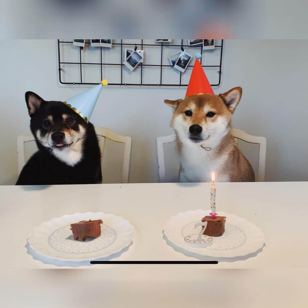 ?Fricko the Shiba Inu?のインスタグラム：「Can’t believe my baby boy Fricko is 7 years old today!!🥳🥳The best seven years in my life because of him😭🥳Happy birthday Koko!🥰 🐾 🐾 🐾 #FrickoandKeaton #🐶 #☀️ #shiba #shibainu #dog #柴犬 #赤柴 #黒柴  #adorable #shibalovers #shibaholics  #dogoftheday  #weeklyfluff #aww #dogstagram  #dogscorner #puppiesofinstagram #shibapuppy」