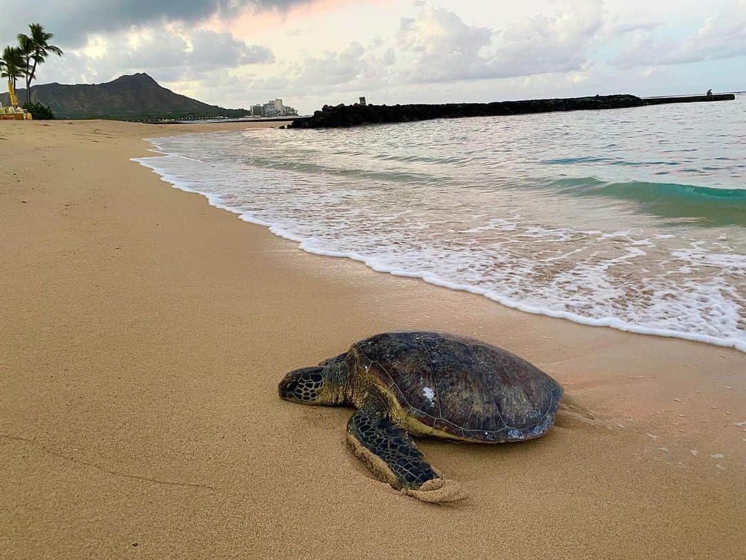 ワイキキ横丁のインスタグラム：「早朝のビーチに一番乗りの先客が😍ホヌ(ウミガメ)ともしっかりソーシャルディスタンスを守って環境にも人にも優しいビーチをエンジョイしましょう⛱ #ハワイ情報 #ハワイ生活 #ハワイ好きな人と繋がりたい」