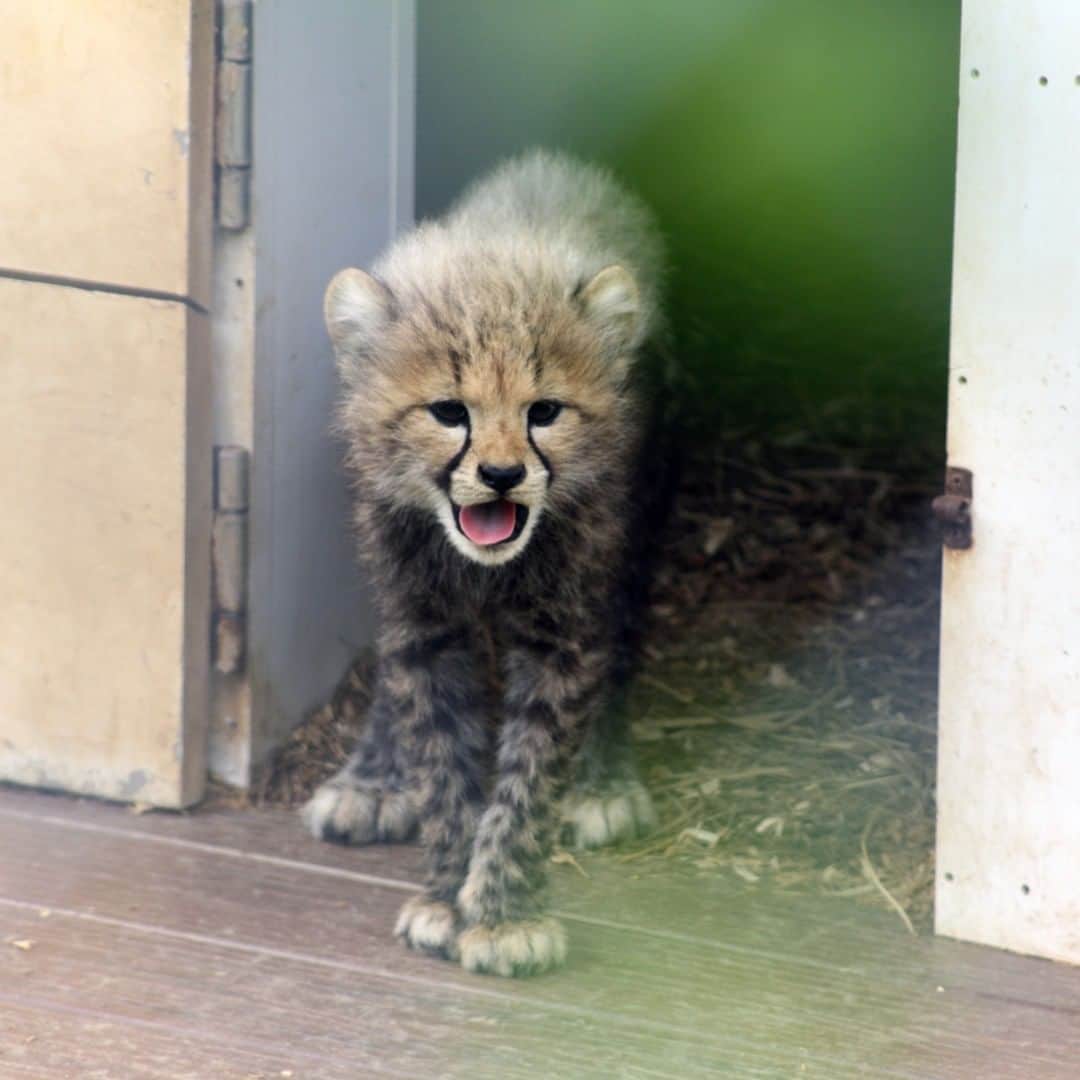 スミソニアン国立動物園さんのインスタグラム写真 - (スミソニアン国立動物園Instagram)「🐆💨 If you’re a regular Cheetah Cub Cam viewer, you know that the back door of the den is open. This is to encourage the cubs to play in, around and behind the den. Keepers say the cubs seem to have fun running though! Watch them on the #webcam. 🎥 TUNE IN: https://s.si.edu/2xeHw9x. (Link in bio.) . . . ❤️ Our whole team works diligently to care for our animals and keep you connected to the Zoo. With your support, our conservation mission continues. If you can, please donate to our Emergency Fund. >> https://s.si.edu/3chMHo6. . . . #NatZooZen #CheetahCubdates #BringTheZooToYou #ClosedButStillCaring」5月30日 5時46分 - smithsonianzoo