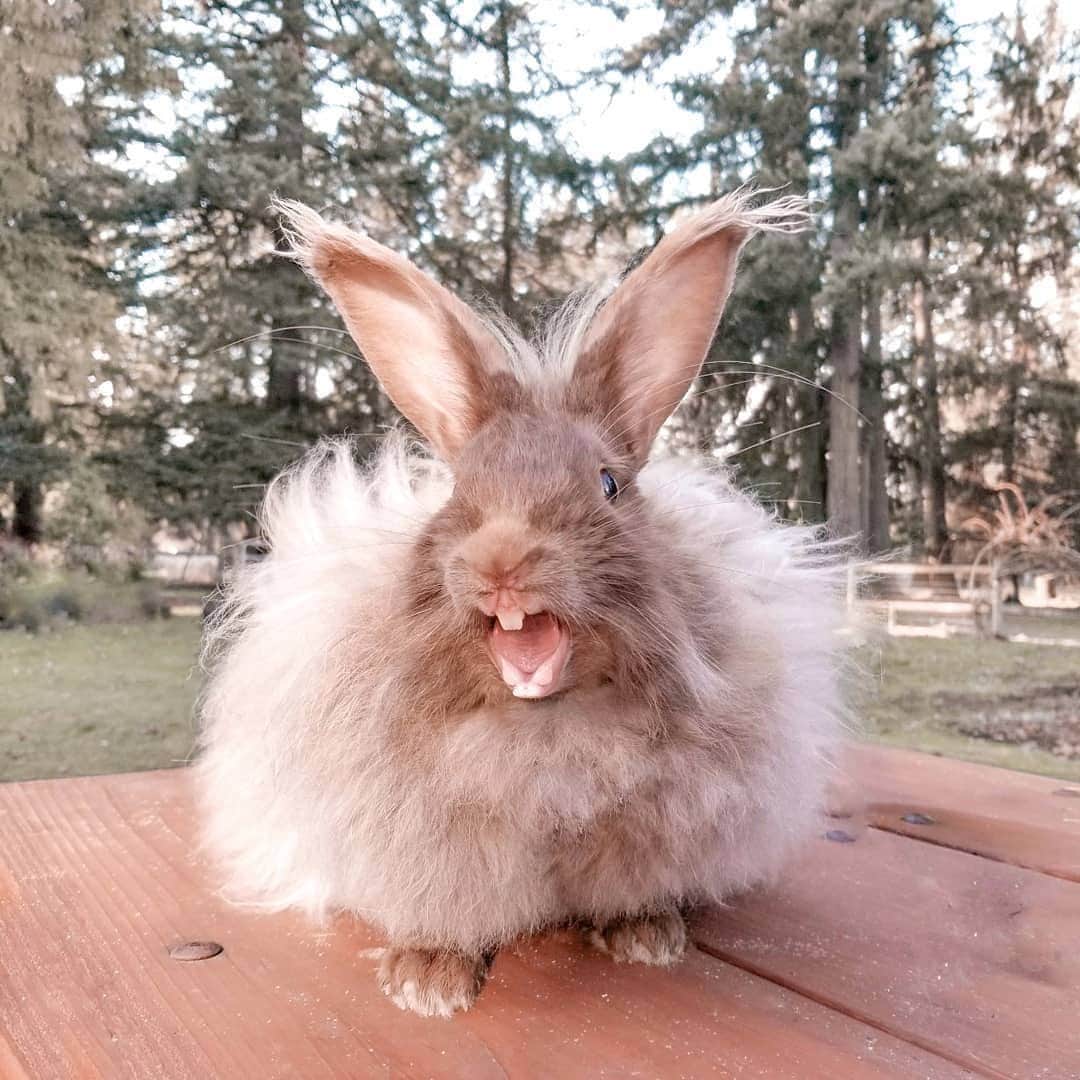 Instagramさんのインスタグラム写真 - (InstagramInstagram)「On today’s #WeeklyFluff meet Peggy (@peggy.the.bunny), a sassy — but cuddly — satin Angora bunny.⁣ ⁣ Photo by @peggy.the.bunny」5月30日 6時08分 - instagram