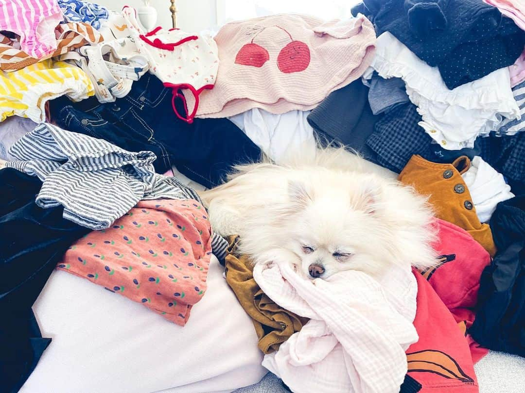 Buddy Boo Blueのインスタグラム：「“Helping” me fold laundry.」