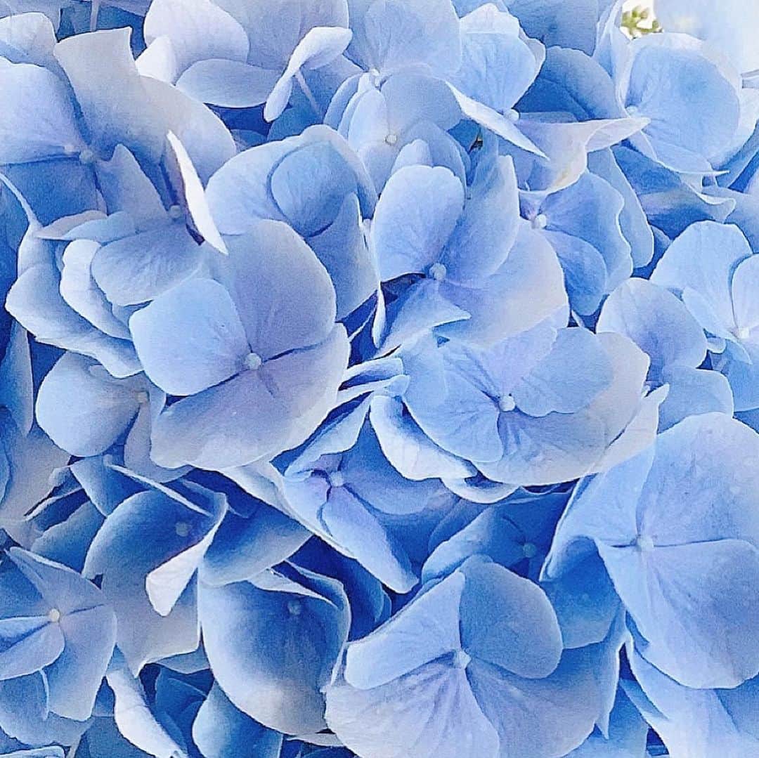 美香さんのインスタグラム写真 - (美香Instagram)「good morning💠 初夏の訪れを感じる紫陽花。 癒されます。今日も有意義な一日にしよう！3枚目はブルーベリーの実。カワイイ☺️ #紫陽花 #あじさい #初夏」5月30日 7時29分 - mikaofficial99