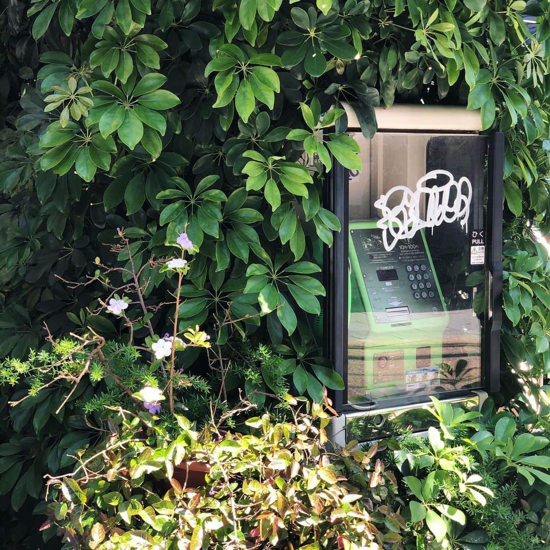 のインスタグラム：「秘密の暗号、森へのパスポート。 I know it’s the gate connected to another world. . . #散歩しかしてない #telephonebox #payphone #tokyo #📞 #myneighbortotoro」