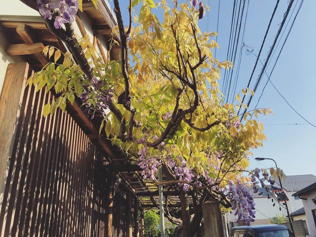 空美のインスタグラム：「いつか私も藤棚が欲しい。」