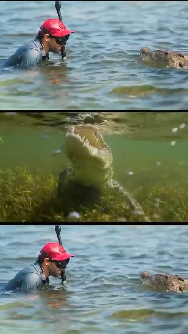 WildLifeのインスタグラム：「He is a mexican activist, filmaker and nature lover 🦈❤️」