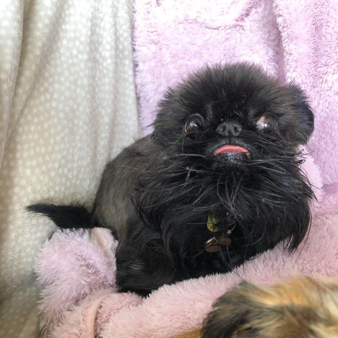 Digby & Aloのインスタグラム：「👅」