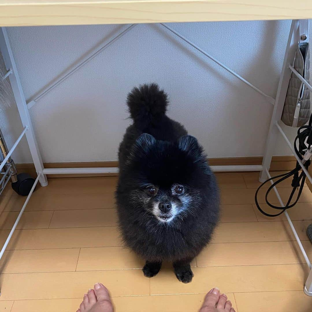 なちゅさんのインスタグラム写真 - (なちゅInstagram)「今朝の足元🐾 #ｼﾘｳｽ #黒ポメ #pomeranian #sirius #ぽめらにあん #harrypotter #siriusblack #くろ  いーっつも見てる🐶 きゃわまる🖤」5月30日 8時43分 - nachudesu1223