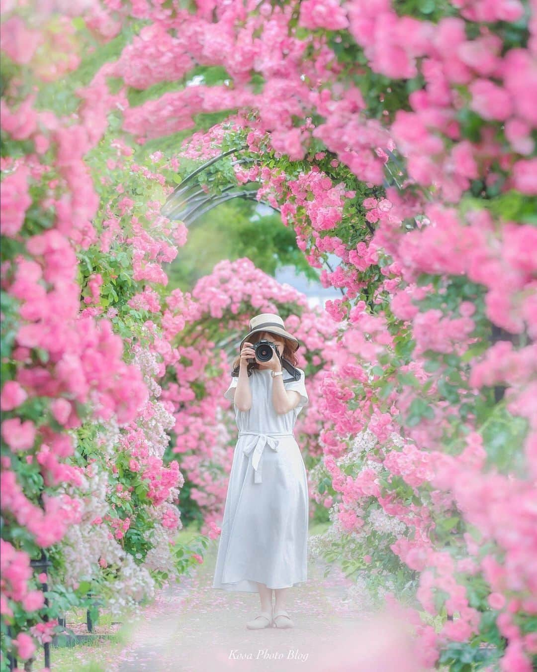 コサさんのインスタグラム写真 - (コサInstagram)「薔薇の香りに包まれて 🌹 Location:京都 Kyoto / Japan Date:2019.5.29 🌹 #薔薇 #京都 #ポトレ撮影隊 #vivid_impact #screen_archive #good_portraits_world #HUEART_life #as_archive #jp_portrait部 #jp_mood #art_of_japan_ #tokyocameraclub #dpj_member #team_jp_ #IG_PHOS #photo_jpn #ptk_japan #pt_life_ #bestjapanpics #Lovers_Nippon #pt_過去 #ap_japan_思い出2020 #広がり同盟メンバー #nipponpic_member #special_spot_vip #Lap_2020 #Japan_Daytime_View #sorakataphoto #LBJ_VIP #IGersJP」5月30日 8時55分 - kosa_photo