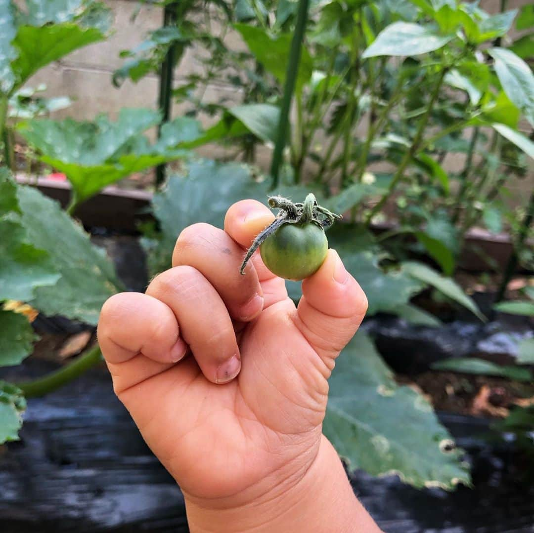 COLLOのインスタグラム：「私はパン作りですが… 自宅勤務となった夫は野菜作りをはじめました👨🏻‍🌾 ・ スモールガーデンですが何やら本格的ですごい！ 私は雑草抜きでお手伝い👩‍🌾 ・ トマトはすごい勢いで成長中、娘は「トマトの赤ちゃん〜👶」と言って早速青いのもいでます😂 ・ ズッキーニはすでに収穫できてます、早い🙌 ・ 蚊取り線香を焚き、お庭はすでに初夏の香り ・ 娘が5時半頃から起きてしまうので…😅みんなで早寝早起き、朝からひと仕事する毎日です✨ ・ #stayhome #enjoyhome」