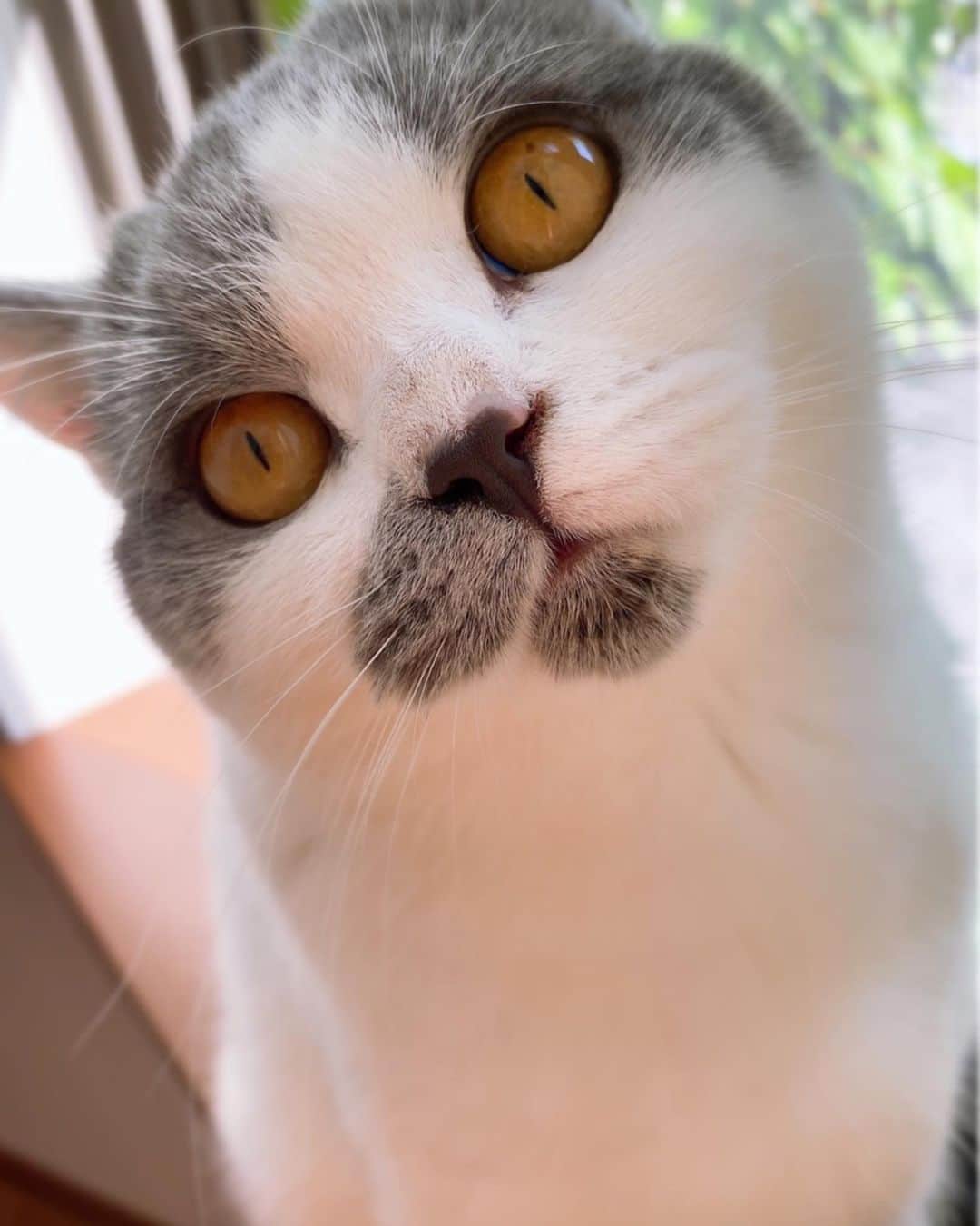 大後寿々花さんのインスタグラム写真 - (大後寿々花Instagram)「お口が少し開いてるぼちん🐈 #botan #cat #🐈」5月30日 8時57分 - suzuka_ohgo