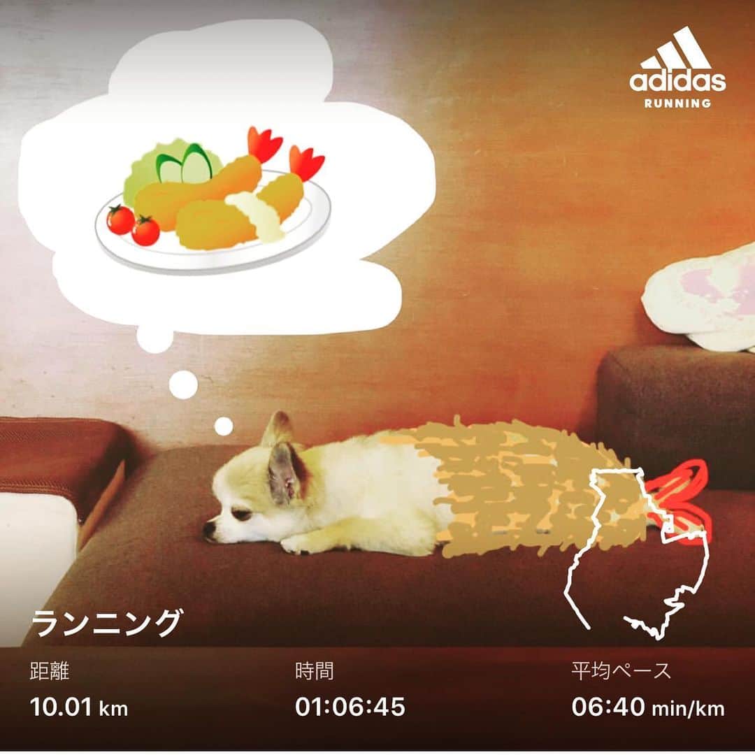 橋本塁さんのインスタグラム写真 - (橋本塁Instagram)「おはようございます！朝ラン終了！ 今日は快晴で暑くて走りやすかったです！ 心身共に健康で。今日も作業日。  #stingrun #朝ラン #玉ラン #adidas #adidasultraboost  #run #running #ランニング　#心身ともに健康に #銭湯巡りラン #🍤ポルカ　#ポルカ #チワワ #チワワのいる暮らし #chihuahua」5月30日 9時14分 - ruihashimoto