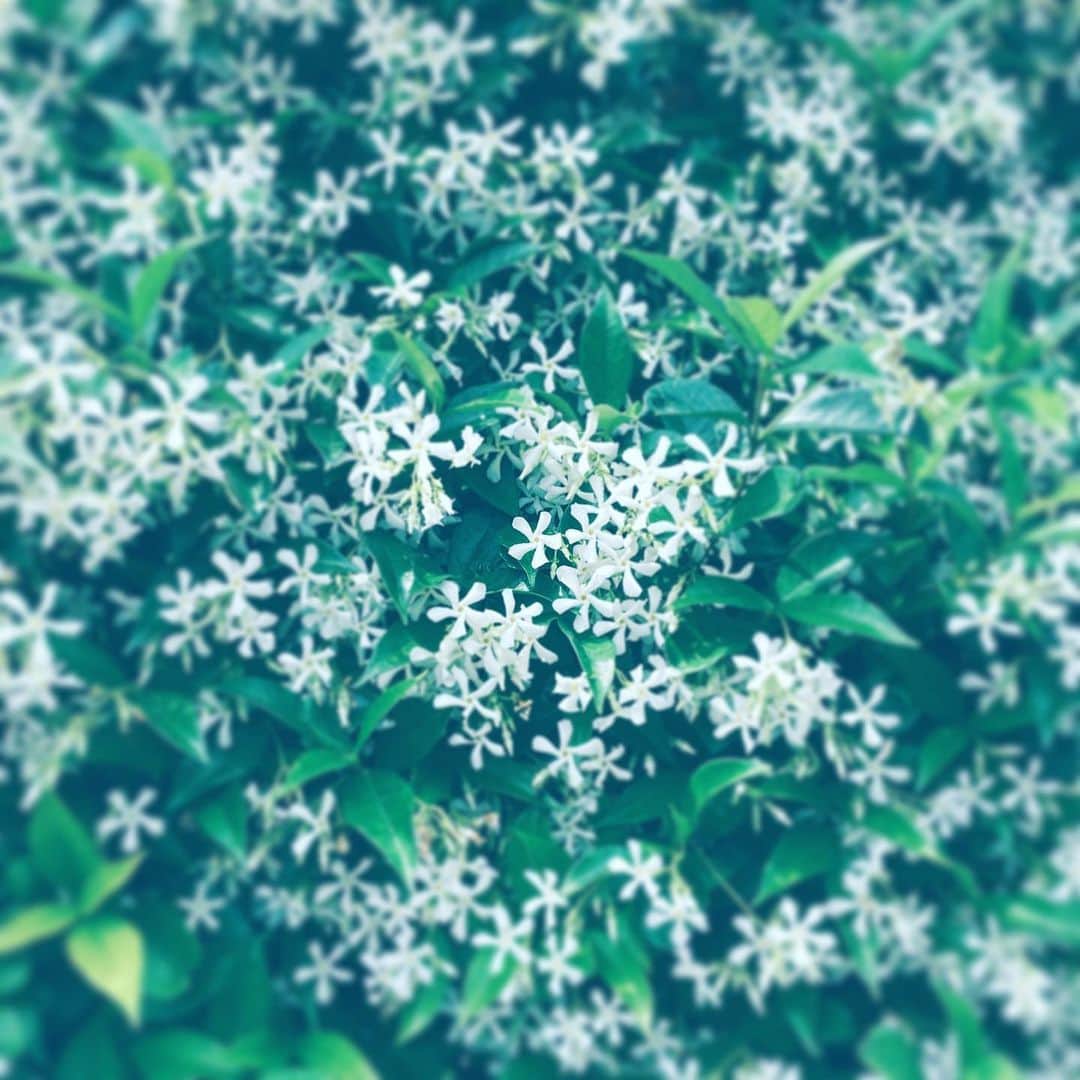 のインスタグラム：「#flowers #flowersoflife #blossom #white #hope」