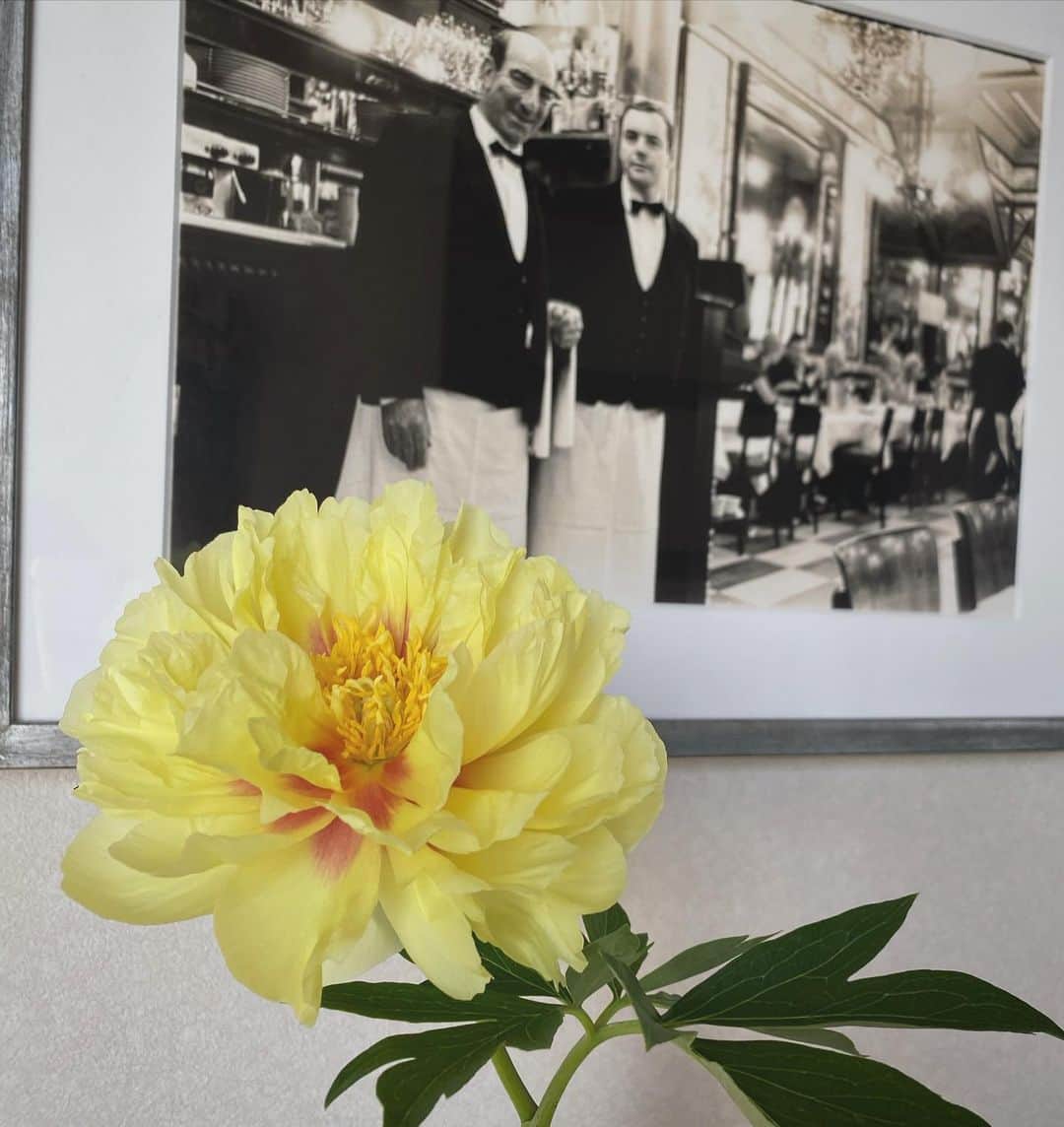 畑野ひろ子のインスタグラム：「昨日、蕾で仕入れた芍薬。 今朝、一輪だけ綺麗に咲いてました😍  毎年、黄色の芍薬を心待ちにしている一人です❤️❤️❤️ 今回の品種は、ゼブラです。  #flowers #life #lifestyle #芍薬 #黄色の芍薬」