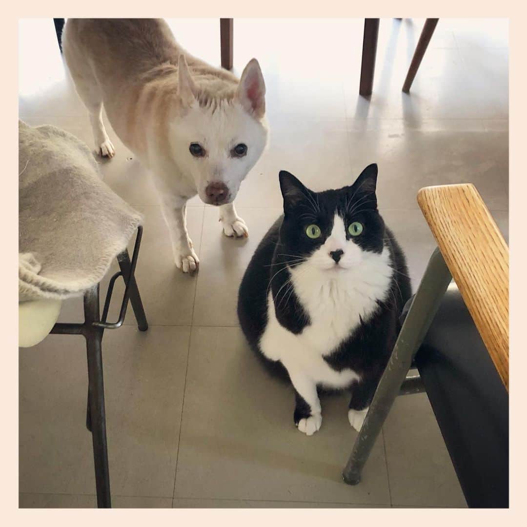 パンといっぴきのインスタグラム：「#元保護犬 #雑種犬 #犬と猫 #元保護猫 #白黒猫 #ハチワレ #blackandwhitecat #crossbreed #tuxedocat #mixdog #catanddog」