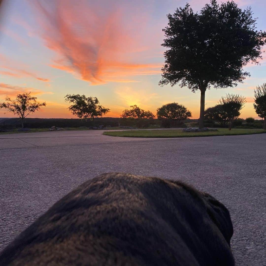 ビル・ゴールドバーグのインスタグラム：「Early morning adventure with mans best friend 👊 #Bdog #rottweiler #spear #jackhammer #cardio 😂 @goldbergsgarage  #whosnext #texas 🇺🇸」