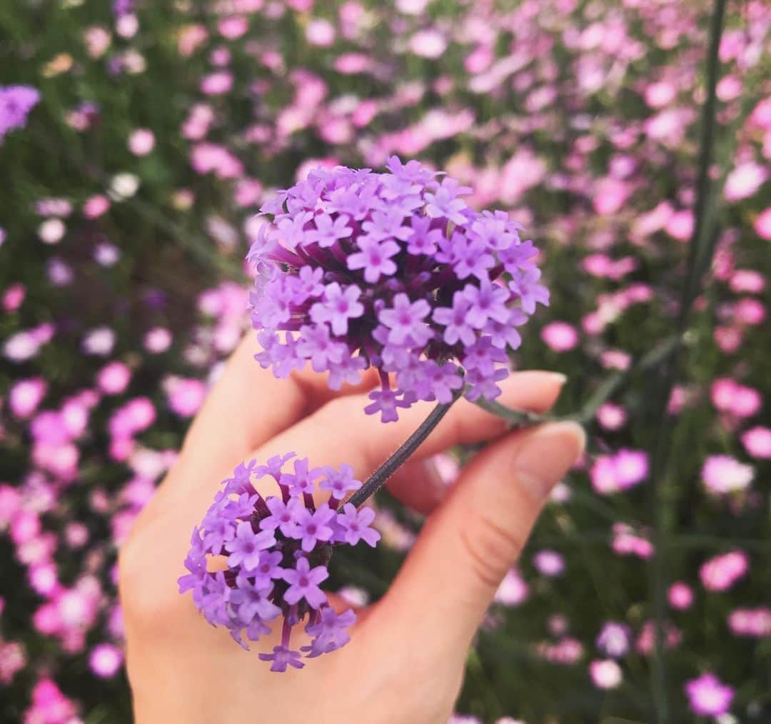 諸塚香奈実さんのインスタグラム写真 - (諸塚香奈実Instagram)「. お花の持つパワーって不思議 癒し #お花畑 #行きたい」5月30日 20時18分 - moro_ciao