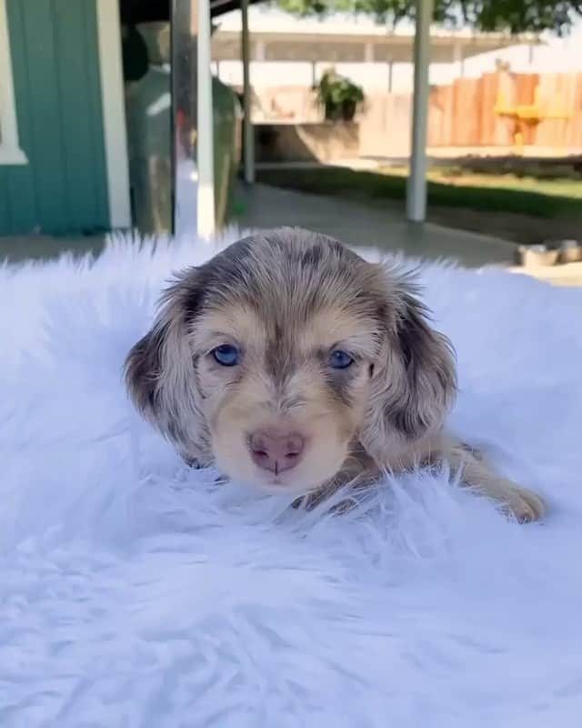 animals.coのインスタグラム：「Little cutie 🐶😍 | Video by @honeydewthedachshund」