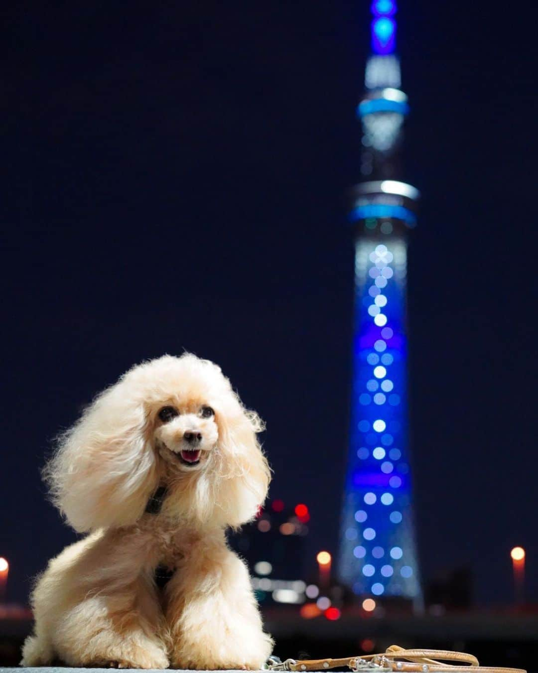 Toypoodle Mikuru?Asakusa Tokyoさんのインスタグラム写真 - (Toypoodle Mikuru?Asakusa TokyoInstagram)「20200530 Saturday. Trimming day✂️ @dogsalonlouis . お顔カット&シャンプーでした☺️ 今回はスカイツリーで仕上がりshot📸 ふわもこマシュマロテイスト復活👏🏻 いい香り〜💖 次回の全身トリミングまでどんだけキープできるかなぁ😅 . #トリミング #trimming  #みくるんトリミング #みくるんカット #じみくるん #おパンツガール #東京スカイツリー #tokyoskytree」5月30日 20時31分 - purapura299