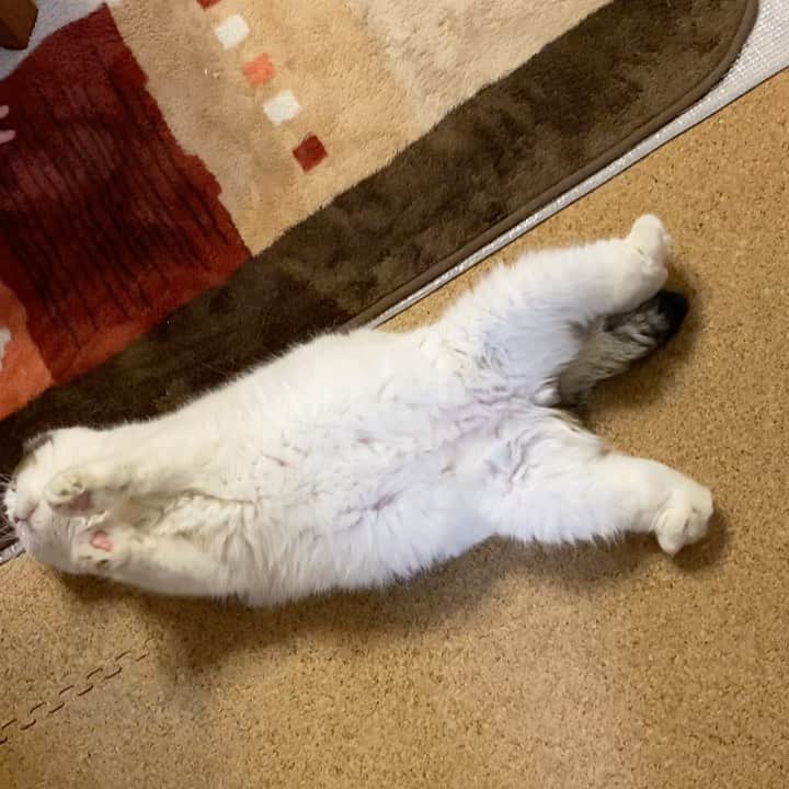 8n21のインスタグラム：「遊んでもらったよー #ネコ使い #cats #ねこ部」