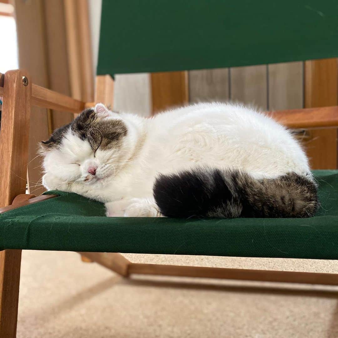 8n21のインスタグラム：「手の枕がニクイ #お昼寝 #cats #ねこ部」