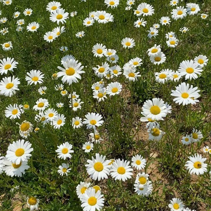 DINDINのインスタグラム：「흔들리는 꽃들 속에서 네 샴푸향이 느껴진가야 🌼 #1박2일 #peaceminusone」