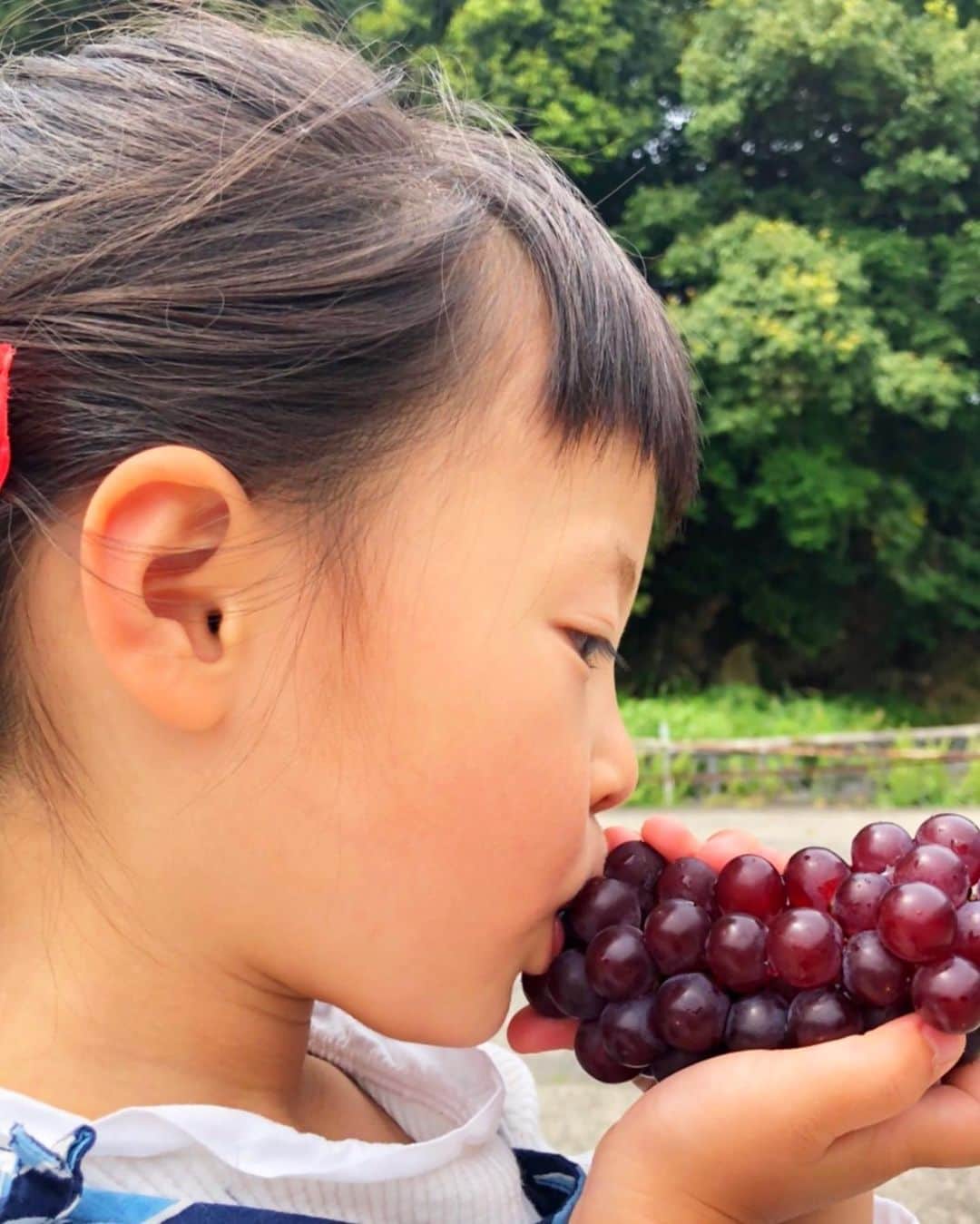 近藤夏子さんのインスタグラム写真 - (近藤夏子Instagram)「@shimane_grape.official さんのプレゼントキャンペーン✨ 私の大好きな #島根ぶどう を可愛い可愛い甥っ子姪っ子に食べて欲しくて実家へ❤️ めっちゃくちゃ喜んでくれました🤗 私は個人的にゲットしようと思います。笑笑 本当に甘くておいしいぶどう #🍇 皆様にも一度でいいから食べていただきたいでございます😎 そして、そして、、せっかくなので #フォトコンテスト にも参加👶 モデルを頑張ってくれたのは姪っ子ちゃんです❤️ ぶどうにキスする予定がパクり。笑 あぁ、、愛おしいぜ。会いたいぜ。可愛いが止まらないぜ。 @shimane_grape.official さん、ありがとうございました😊 #島根ぶどうフォトコン2020 #デラウエア #フォトコン #島根 #遣島使 #jaしまね #ぶどう ＃ブドウ #葡萄 #写真は遠隔で指示して撮影したのは私の母です #goodjob」5月30日 21時05分 - kondonatsuko