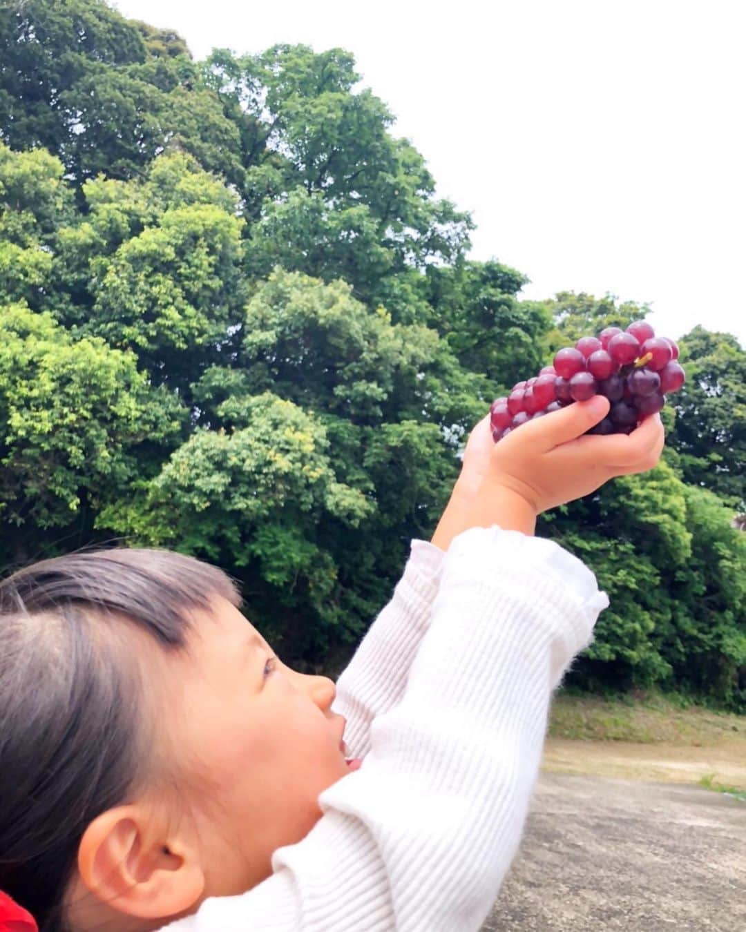 近藤夏子さんのインスタグラム写真 - (近藤夏子Instagram)「@shimane_grape.official さんのプレゼントキャンペーン✨ 私の大好きな #島根ぶどう を可愛い可愛い甥っ子姪っ子に食べて欲しくて実家へ❤️ めっちゃくちゃ喜んでくれました🤗 私は個人的にゲットしようと思います。笑笑 本当に甘くておいしいぶどう #🍇 皆様にも一度でいいから食べていただきたいでございます😎 そして、そして、、せっかくなので #フォトコンテスト にも参加👶 モデルを頑張ってくれたのは姪っ子ちゃんです❤️ ぶどうにキスする予定がパクり。笑 あぁ、、愛おしいぜ。会いたいぜ。可愛いが止まらないぜ。 @shimane_grape.official さん、ありがとうございました😊 #島根ぶどうフォトコン2020 #デラウエア #フォトコン #島根 #遣島使 #jaしまね #ぶどう ＃ブドウ #葡萄 #写真は遠隔で指示して撮影したのは私の母です #goodjob」5月30日 21時05分 - kondonatsuko