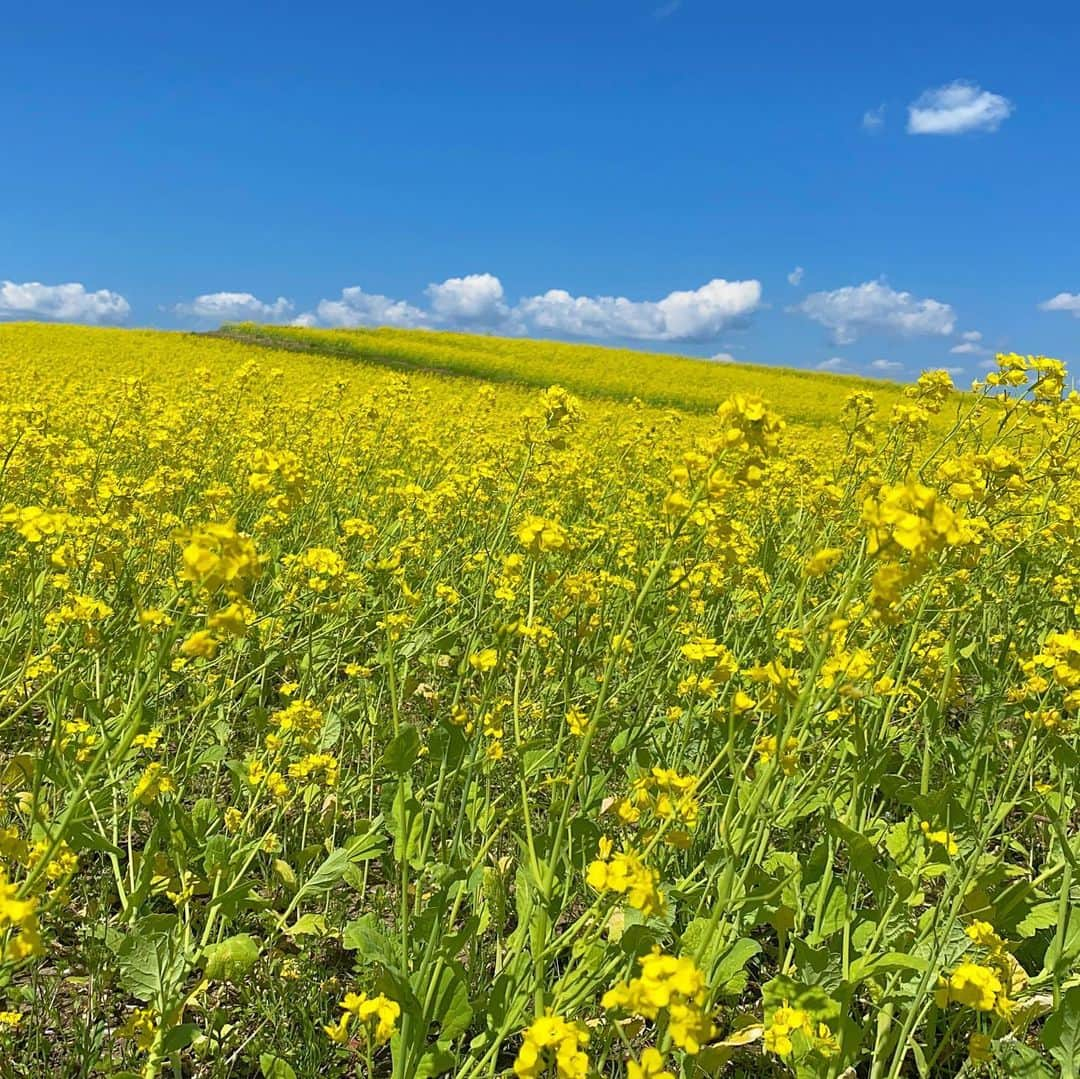 bon ponさんのインスタグラム写真 - (bon ponInstagram)「青空に誘われて、宮城県加美郡加美町の「やくらいガーデン」 @yakuraigarden に行って来ました☀️🚗 四季折々、色とりどりのお花で楽しませてくれる『ふるるの丘』は、今は一面の菜の花が見頃で、黄色い絨毯を敷き詰めたような風景が広がっていました🌼🌼🌼 青空と黄色のコントラストがとても綺麗でした💙💛 ＊ 園内には、あちこちに可愛らしい卵のオブジェが置かれて、イースター仕様の飾り付けがされていました🥚🐣🐇💐 コロナ禍の影響で休園になり、せっかくのイースターの飾り付けも披露できずにいましたが、緊急事態宣言解除でやっと開園となって、来園者を楽しませてくれています😍😍 ・ ・ #やくらいガーデン #菜の花 #夫婦 #60代 #ファッション #コーディネート #リンクコーデ #夫婦コーデ #グレイヘア #白髪 #共白髪 #couple #over60 #fashion #coordinate #instafashion #instagramjapan #greyhair #bonpon511」5月30日 21時13分 - bonpon511