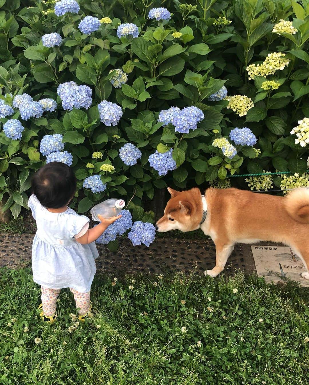 舞名里音さんのインスタグラム写真 - (舞名里音Instagram)「(*´◒`*) 紫陽花の季節が やってきましたね。 嬉しい。 毎日の散歩も 気分が上がります♬  #紫陽花 #じゃじゃまるとメイ  #兄妹 #柴犬 #じゃじゃまる #子供と犬 #犬と子供 #犬のいる暮らし #犬のいる生活」5月30日 21時15分 - maina_rion