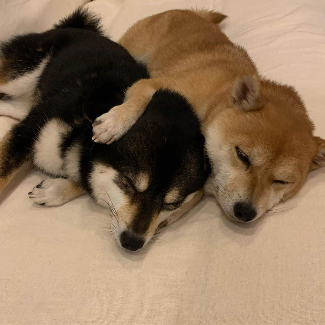 豆柴なつ&ふゆさんのインスタグラム写真 - (豆柴なつ&ふゆInstagram)「Good night😴⭐️ おやすみなさい😴⭐️ #柴犬#shiba #shibainu #shibastagram #ワンコ#sweet#豆柴#shibaaaaainu #cute#仲良し #pecoいぬ部#doglove #シバフル#dogstagram #dogoftheday #かわいい#instashiba #shibaaaaainu #shibaaddict #🐕📷 #ふわもこ部#love#spooning#sweetdream #犬#instacute #柴#proudshibas #cutepets #goodnight #おやすみ」5月30日 21時25分 - mameshiba.natsuinu56