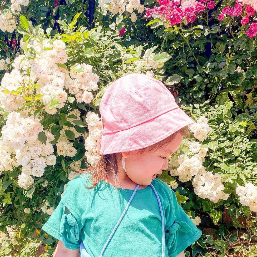 Hisayo Rinのインスタグラム：「娘が綺麗なお花たちを見つけると「一緒に撮って！」ってアピールするようになってきたのが、すごく嬉しい🤳🌼 . #もうすぐ３歳 #お散歩日和  #娘も自然を愛せる子になりますように」