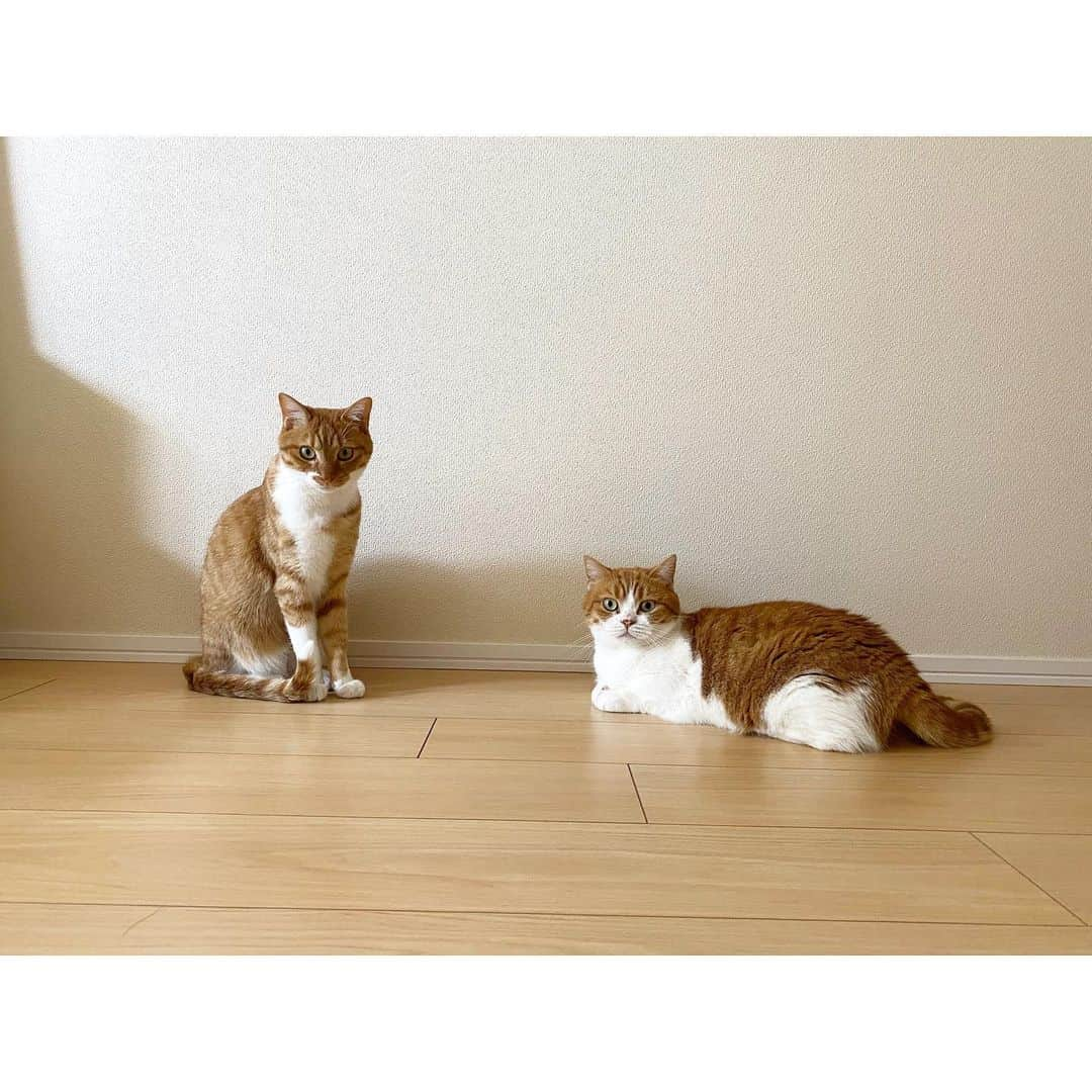 ひよりのインスタグラム：「今日の、ちゃいろーず🐱🐱」