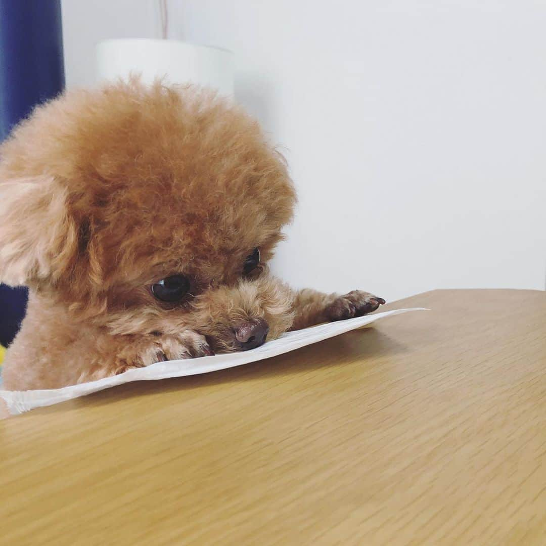 ふわさんのインスタグラム写真 - (ふわInstagram)「#toypoodle#toypoodlegram#dogsofinstagram#doglover#doglife#instadog#dog#fuwamama#ふわもこのふわ#ふわ#といぷーどる#トイプードル#ふわもこ部#犬バカ部#親バカ部#犬のいる暮らし#おてふき大好き」5月30日 13時44分 - huwayama