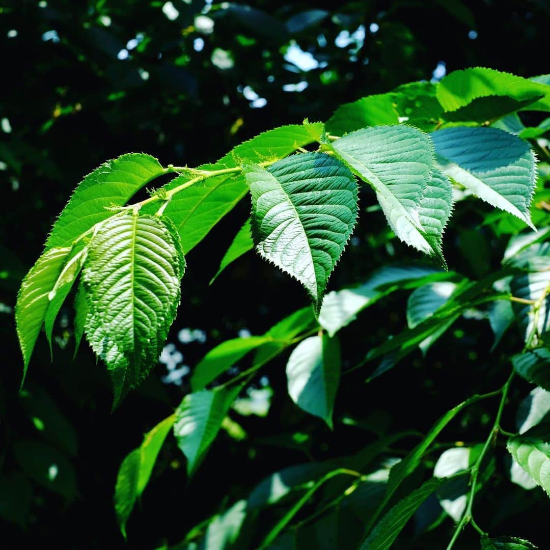 佐野史郎のインスタグラム：「お隣のお庭の桜の葉🌿 目に優しい^_^」
