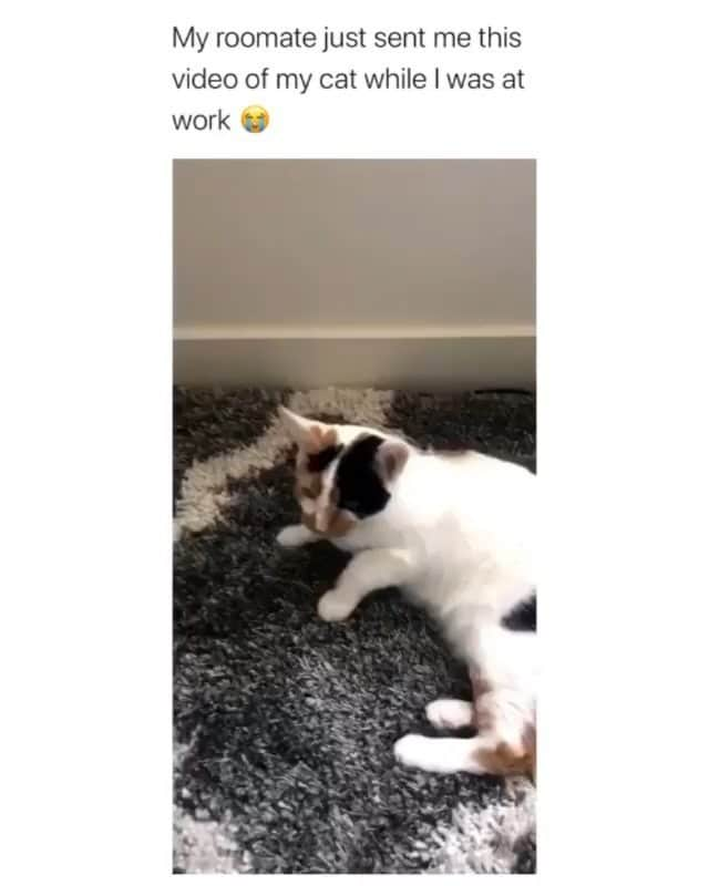 Funny Postsのインスタグラム：「••••••••••• 😂 My cat is a genius 💬 Video by: Unknown 🎥 Double tap for more videos!」