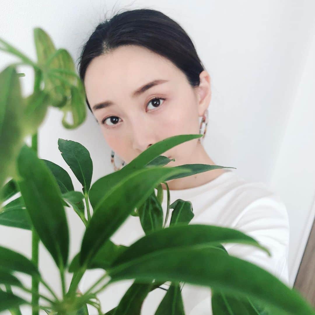 佐々木あさひのインスタグラム：「早起きして剪定して挿し木して植え替えして、うちのみどり達が嬉しそうで私も嬉しい。 お取り寄せした立派な長崎びわが贅沢な気分にしてくれる🥺✨ #長崎びわ #エバーフラッシュ #シェフレラ」