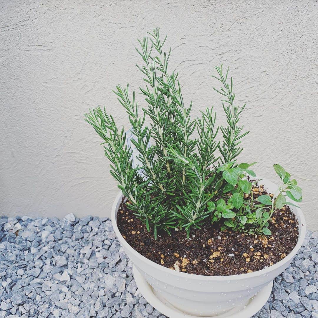 小川あゆ美さんのインスタグラム写真 - (小川あゆ美Instagram)「久々に鉢植えやりました。 ローズマリーとオレガノとバジル🌱 おいしそう。」5月30日 14時56分 - ayumi_2192