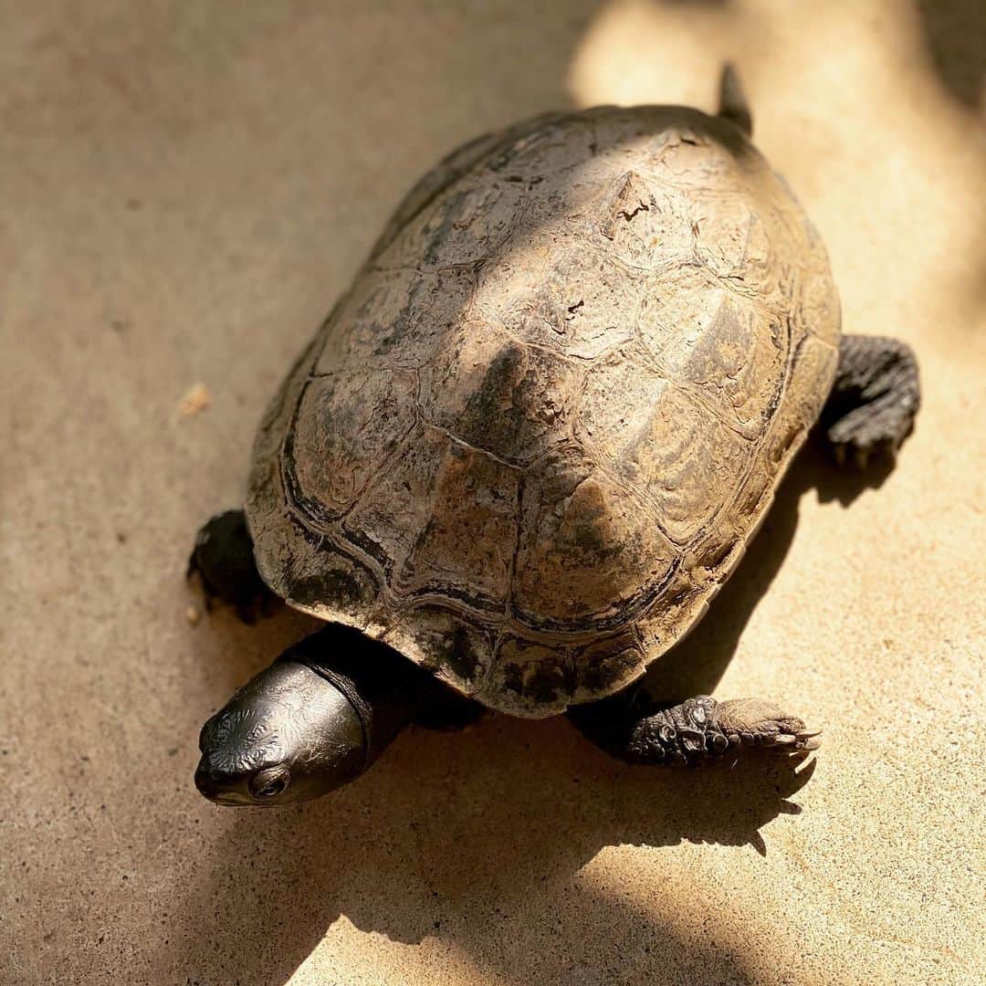 相原コージさんのインスタグラム写真 - (相原コージInstagram)「うちのカメ。ベランダで飼ってるが最近家に上がり込んでくる。　#カメ　#tortoise」5月30日 15時19分 - kojiaihara