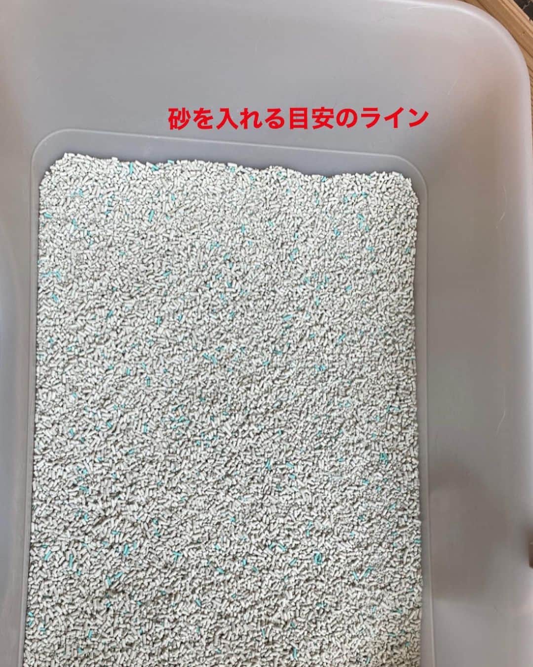 midoriさんのインスタグラム写真 - (midoriInstagram)「. . 4月15日に発売された、 『獣医師開発 猫トイレ』。 モニターとして、使わせていただいております🙏. . . 今回は、砂の交換とトイレの丸洗い☝️ . ◉トイレの1辺が丸くなってるので砂を捨て易い💮 . ◉パーツが少なく洗い易いし、すぐ乾く💮 . . 乾いたトイレの中、猫たちが寛いでいました🤣🤣. . . そして、除菌シート✨. . 厚手のメッシュシートで大判💮. . コレからの梅雨シーズン、必需品となりそうです✨. . .  是非、商品ページ、覗いてみて下さい🙏. . .  @lion_pet_cat. . . ＊商品ページ＊ https://www.lion-pet.jp/catsuna/nekotoilet/index.htm. . .  #PR #獣医師開発猫トイレ　#ねこ #猫  #ニオイをとる砂　#にゃんすたぐらむ 　#獣医師開発 #猫トイレ #猫トイレ問題#猫トイレ掃除 #猫トイレ用除菌クリーナー　#猫砂全量交換  #シュシュット　#lionpet #lionpetcat　 #ライオンペット　@lion_pet_cat . . .  #nyancon01 #rakutenpet #ネコ#ねこすたぐらむ #にゃんこ #保護猫  #みんねこ#ピクネコ#ペコねこ部#ねこ部 #sippo #朝わんこ夕にゃんこ  #catstagram#cats_of_instagram」5月30日 15時31分 - midorinotanbo